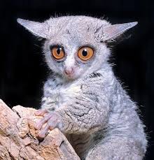 Galago Bush Baby Unusual Animals Animals Beautiful Weird Animals
