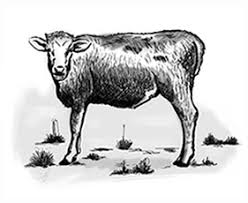 Tripa is a trusted tourism information platform that helps travelers to travel in uttarakhand with authentic information about traveling in uttarakhand and guide travelers for travel in uttarakhand safely. Natural Casings For Sausage Production United Caro