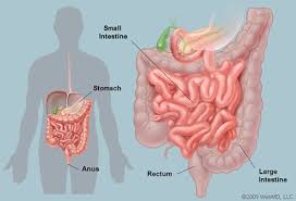 Lung cancer findings about test code: Illustration Picture Of The Pelvic Organs Intestines