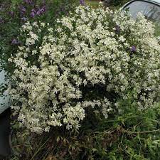 Ternate or pinnate, rather leathery, petioled. Clematis Flammula Friedrich M Westphal Clematiskulturen