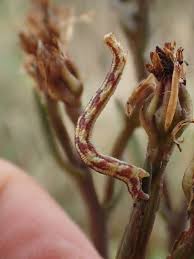 Image result for Eupithecia centaureata