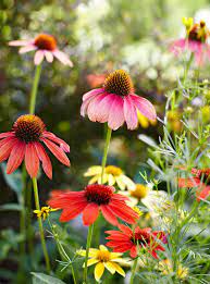 While established plants are drought tolerant, they stage the best show when they receive roughly one inch of water per week, either through rainfall or irrigation. 14 Tough But Pretty Perennials That Will Breeze Through Harsh Winters Winter Plants Perennials Hardy Perennials