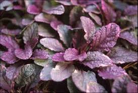 Image result for Ajuga