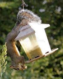 Bird Seed Thief A Squirrel Hanging Upside Down On A Bird Feeder Eating Bird See Ad Thief Squirrel Bird Seed Hangi Bird Seed Squirrel Bird Feeders
