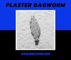 Part of the reason these insects are found stuck to walls and ceilings is that they have climbed up there to be closer to the cobwebs they feed on. The Plaster Bagworm Earth S Best Natural Pest Management