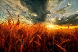 Wallpaper sea horizon sunset clouds grass twilight hd. Sunset And Dark Clouds Over Wheat Field Hd Wallpaper Background Image 2048x1365