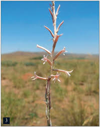 Image result for Cyphostemma hereroense