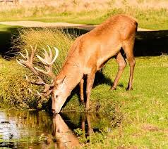 Create and get +5 iq. As The Deer Pants Lakeside Reflections