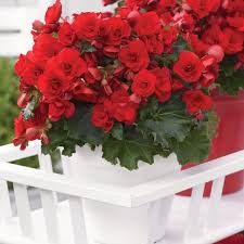 Image result for Begonia pulcherrima