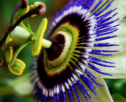 Maybe you would like to learn more about one of these? Macro Close Up Passion Flower Alien Flower Australia Purple Flowering Plant Plant Beauty In Nature Pxfuel