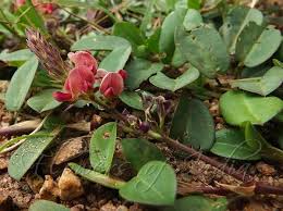 Image result for Alysicarpus zeyheri