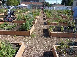 Growing Community In Chicago Me My Shadow Urban Garden Design Urban Garden Community Gardening