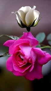 Pin By Nguyet On Rosas Arte Montages Beautiful Rose Flowers Rose Flower Wallpaper Amazing Flowers