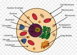 In animals, found in almost all cells except in the rbcs. Cytoplasm In Animal Cell Project Clipart 4825750 Pikpng