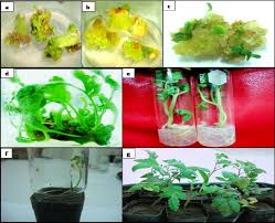 We did not find results for: Plant Regeneration From Callus Culture Of Tomato Cv Omdrman A Callus Download Scientific Diagram