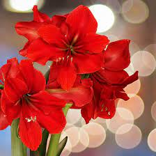 Growing Amaryllis Get Big Beautiful Blooms Indoors High Country Gardens