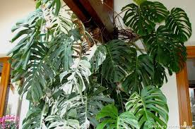 Monstera Ou Faux Philodendron Les Tropiques Dans La Maison Faux Philodendron Philodendron Monstera