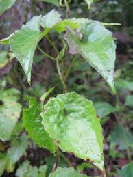 Image result for Aidia micrantha