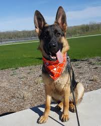 Best Gsd Hoodies Mugs Ever In German Shepherds Are Awesome Profile Satisfaction Guarantied Worldwide Shipping To B German Shepherd Dogs Dogs German Shepherd