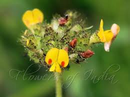 Image result for Smithia