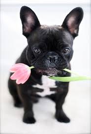 French Bulldog I Also Wanted To Say I Have Already Lost 24 Pounds From A New Natural Product And Want Others To Benefit Aswell Baby Dogs Animals Cute Dogs
