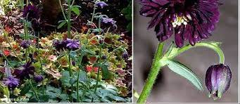 Black barlow columbine is a fine choice for the garden, but it is also a good selection for planting in outdoor pots and containers. Aquilegia Clematis Flowered Columbine Aquilegia Vulgaris Var Stellata Black Barlow