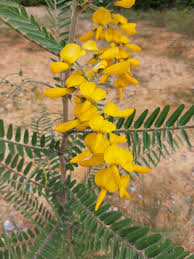 Image result for Sesbania