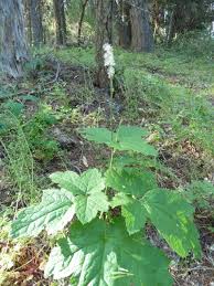 Image result for Alectra picta