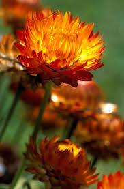 Image result for Meiosperma bracteatum