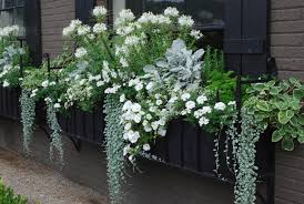 Window Box White Cleome Dichondra Artemisia Etc Silver And White Balkon Pflanzen Bepflanzung Balkonkasten Bepflanzen