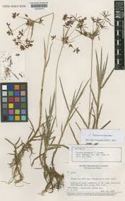 Image result for Pycreus mundtii