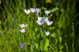 Image result for eustoma maurine