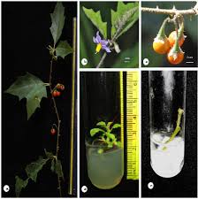 Image result for Solanum anguivi
