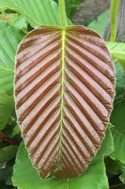 Image result for Dipterocarpaceae