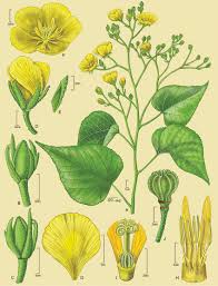 Image result for Crossopetalum mossambicense