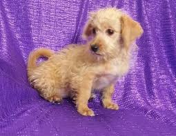So, you have decided you want a cavapoo. Cavapoo For Sale Iowa