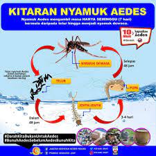Kitaran nyamuk aedes latihan pengayaan. Pahangfm Kitaran Hidup Nyamuk Aedes Daripada Telur Facebook