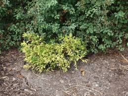 Golden mop cypress is a ground hugging shrub that looks a lot like a stringy leaved mop with a gorgeous accent color of gold, hence the name. Gold Mop Cypress How To Keep It Small Pruning Care Guide