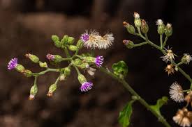 Image result for Vernonia cinerea