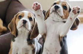Check spelling or type a new query. Maryland Could Become The Second State To Ban Puppy Mill Sales
