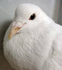 Sirklus giring dan bertelur pada merpati. Makanan Burung Merpati Deskripsi Gambar Putih Balap Kolong