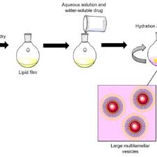 PDF) Encapsulation of Asparaginase as a Promising Strategy to Improve In  Vivo Drug Performance