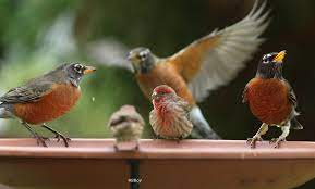 Get directions, reviews and information for outdoor bird in raleigh, nc. You Re Invited North Carolina S 21st Great Backyard Bird Count Audubon North Carolina