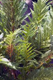 Image result for Todea