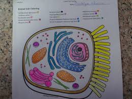 Check spelling or type a new query. Animal Cells Diagram Quizlet
