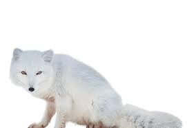 Arctic Fox Png Free Arctic Fox Png Transparent Images 1949 Pngio Wallpaper engine> workshop > workshop de epic_snowfox. arctic fox png transparent images 1949