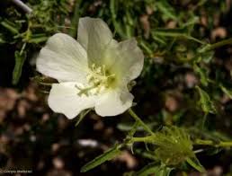 Image result for Pavonia clathrata