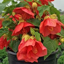 Image result for Abutilon rehmannii