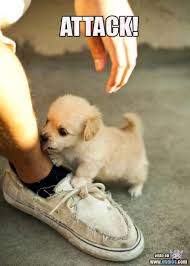 Just imagine this carefree pup is bounding straight into your arms for a serious snuggle session. Attack Cute And Puppy Image 645555 On Favim Com