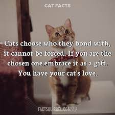 Cats Choose Who They Bond With It Cannot Be Forced If You Are The Factsquirrel